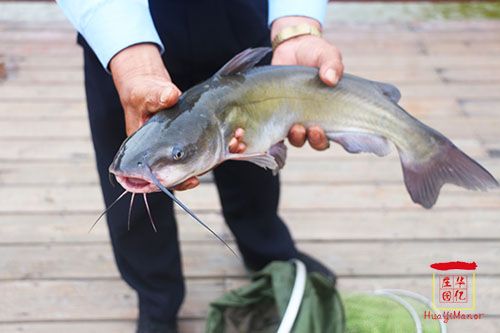 江團(tuán)魚