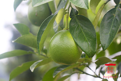 湖南華億生態(tài)農(nóng)業(yè)發(fā)展有限責(zé)任公司,株洲農(nóng)家樂(lè),湖南戶外拓展,株洲哪里好玩,自助燒烤,露營(yíng),會(huì)議團(tuán)體接待