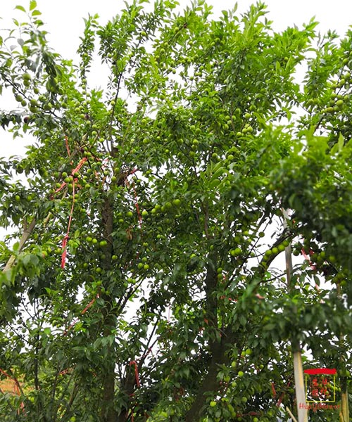 湖南華億生態(tài)農(nóng)業(yè)發(fā)展有限責(zé)任公司,株洲農(nóng)家樂(lè),湖南戶外拓展,株洲哪里好玩,自助燒烤,露營(yíng),會(huì)議團(tuán)體接待