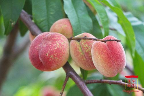 湖南華億生態(tài)農(nóng)業(yè)發(fā)展有限責任公司,株洲農(nóng)家樂,湖南戶外拓展,株洲哪里好玩,自助燒烤,露營,會議團體接待