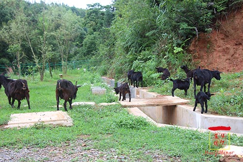 湖南華億生態(tài)農(nóng)業(yè)發(fā)展有限責(zé)任公司,株洲農(nóng)家樂,湖南戶外拓展,株洲哪里好玩,自助燒烤,露營,會(huì)議團(tuán)體接待