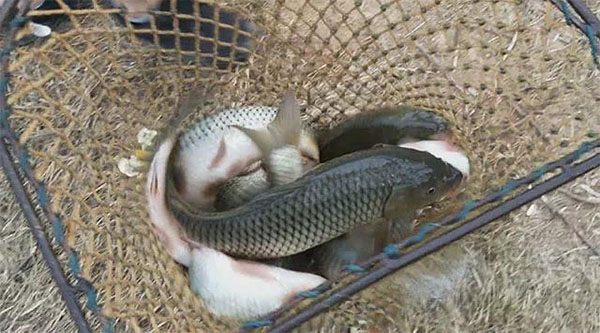 湖南華億生態(tài)農業(yè)發(fā)展有限責任公司,株洲農家樂,湖南戶外拓展,株洲哪里好玩,自助燒烤,露營,會議團體接待