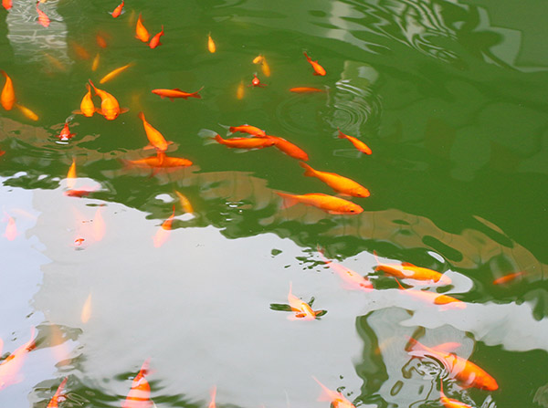 湖南華億生態(tài)農(nóng)業(yè)發(fā)展有限責(zé)任公司,株洲農(nóng)家樂(lè),湖南戶(hù)外拓展,株洲哪里好玩,自助燒烤,露營(yíng),會(huì)議團(tuán)體接待