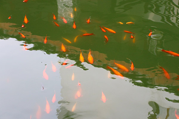 湖南華億生態(tài)農(nóng)業(yè)發(fā)展有限責(zé)任公司,株洲農(nóng)家樂(lè),湖南戶(hù)外拓展,株洲哪里好玩,自助燒烤,露營(yíng),會(huì)議團(tuán)體接待