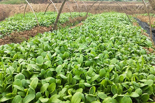 湖南華億生態(tài)農業(yè)發(fā)展有限責任公司,株洲農家樂,湖南戶外拓展,株洲哪里好玩,自助燒烤,露營,會議團體接待
