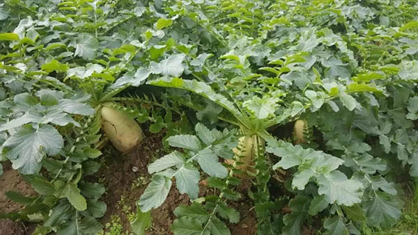湖南華億生態(tài)農業(yè)發(fā)展有限責任公司,株洲農家樂,湖南戶外拓展,株洲哪里好玩,自助燒烤,露營,會議團體接待