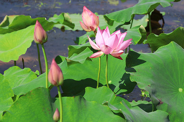 湖南華億生態(tài)農(nóng)業(yè)發(fā)展有限責(zé)任公司,株洲農(nóng)家樂,湖南戶外拓展,株洲哪里好玩,自助燒烤,露營,會(huì)議團(tuán)體接待