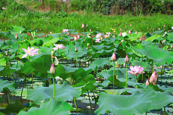 湖南華億生態(tài)農(nóng)業(yè)發(fā)展有限責(zé)任公司,株洲農(nóng)家樂,湖南戶外拓展,株洲哪里好玩,自助燒烤,露營,會(huì)議團(tuán)體接待