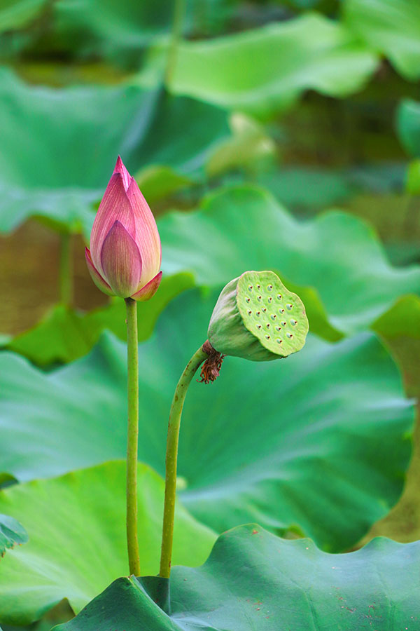 湖南華億生態(tài)農(nóng)業(yè)發(fā)展有限責(zé)任公司,株洲農(nóng)家樂,湖南戶外拓展,株洲哪里好玩,自助燒烤,露營,會(huì)議團(tuán)體接待