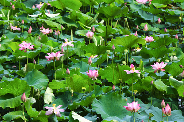 湖南華億生態(tài)農(nóng)業(yè)發(fā)展有限責(zé)任公司,株洲農(nóng)家樂,湖南戶外拓展,株洲哪里好玩,自助燒烤,露營,會(huì)議團(tuán)體接待