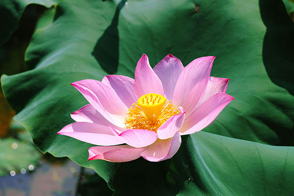 湖南華億生態(tài)農(nóng)業(yè)發(fā)展有限責(zé)任公司,株洲農(nóng)家樂,湖南戶外拓展,株洲哪里好玩,自助燒烤,露營,會(huì)議團(tuán)體接待