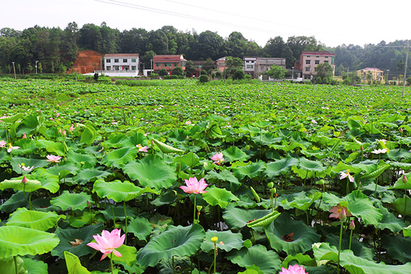 湖南華億生態(tài)農(nóng)業(yè)發(fā)展有限責(zé)任公司,株洲農(nóng)家樂,湖南戶外拓展,株洲哪里好玩,自助燒烤,露營,會(huì)議團(tuán)體接待