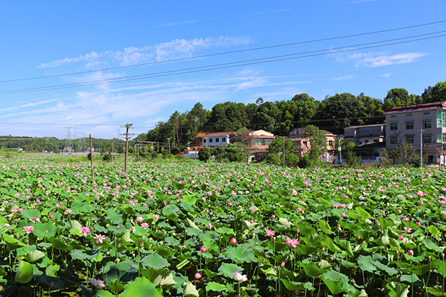 湖南華億生態(tài)農(nóng)業(yè)發(fā)展有限責(zé)任公司,株洲農(nóng)家樂(lè),湖南戶外拓展,株洲哪里好玩,自助燒烤,露營(yíng),會(huì)議團(tuán)體接待