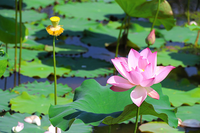 湖南華億生態(tài)農(nóng)業(yè)發(fā)展有限責(zé)任公司,株洲農(nóng)家樂(lè),湖南戶外拓展,株洲哪里好玩,自助燒烤,露營(yíng),會(huì)議團(tuán)體接待