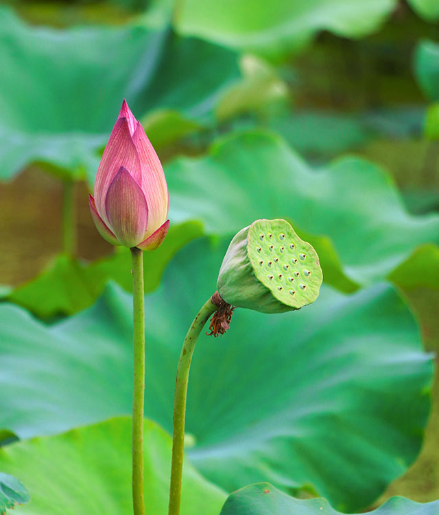 湖南華億生態(tài)農(nóng)業(yè)發(fā)展有限責(zé)任公司,株洲農(nóng)家樂(lè),湖南戶外拓展,株洲哪里好玩,自助燒烤,露營(yíng),會(huì)議團(tuán)體接待