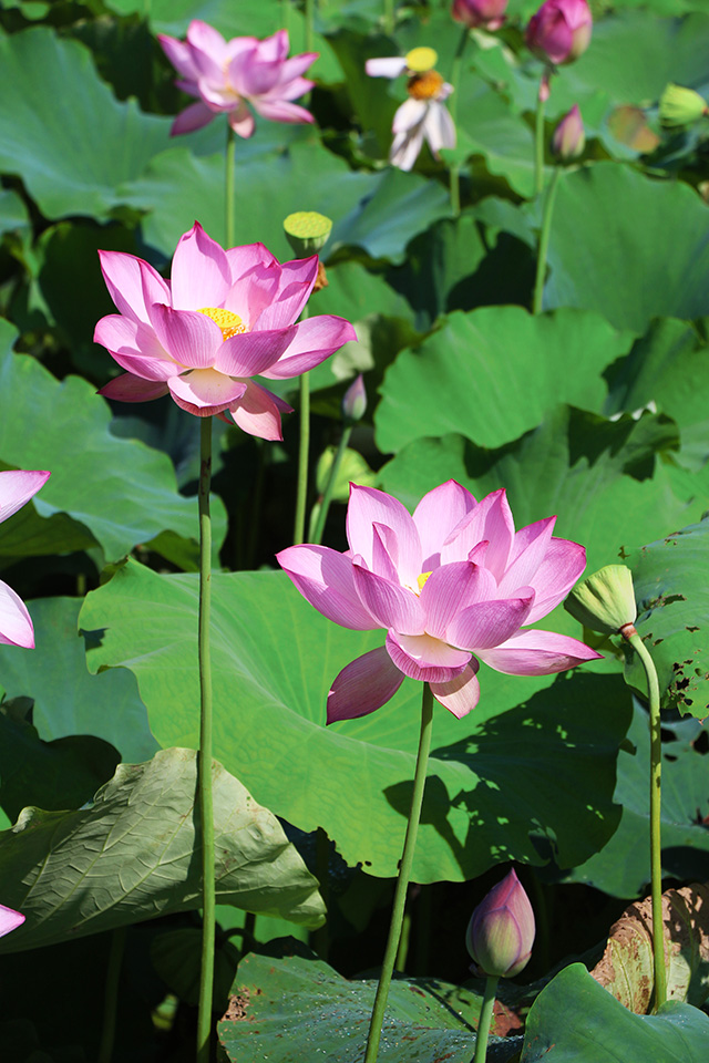 湖南華億生態(tài)農(nóng)業(yè)發(fā)展有限責(zé)任公司,株洲農(nóng)家樂(lè),湖南戶外拓展,株洲哪里好玩,自助燒烤,露營(yíng),會(huì)議團(tuán)體接待