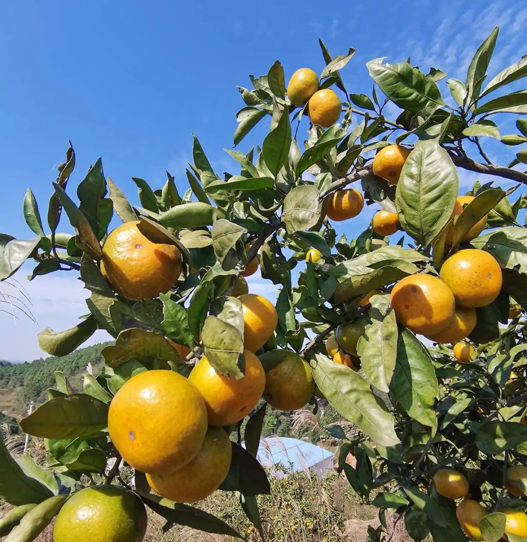 戶外拓展,自助燒烤,露營,會議團體接待，團建，